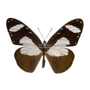 AMAURIS NIAVIUS